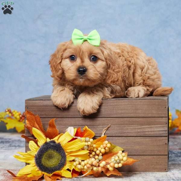 Bently, Cavapoo Puppy